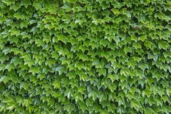 Boston Ivy Cuttings – 10 Fresh Unrooted Cuttings, Parthenocissus tricuspidata, 6–8 Inch Length for Planting