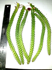 Huernia Macrocarpa Red Dragon – 6 Rooted Cuttings 10 Inches Long – Burgundy Form Succulent Stems