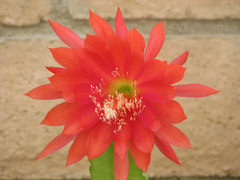 Epiphyllum Orchid Cactus Cutting – Orange Red Bloom Hybrid – Unrooted Epiphyllum Segment for Indoor Growing