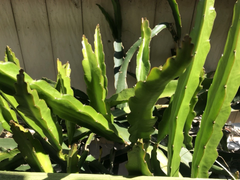 White Dragon Fruit Cuttings – 5 Live 8 Inch Dragon Fruit Plant Cuttings, Self Fertile Variety for Planting