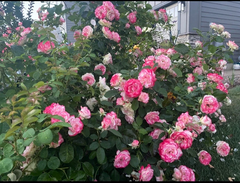 Cherry Parfait Rose Cuttings – 3 Unrooted Grandiflora Stems 5–8in, Fresh Rose Wood for Rooting or Grafting