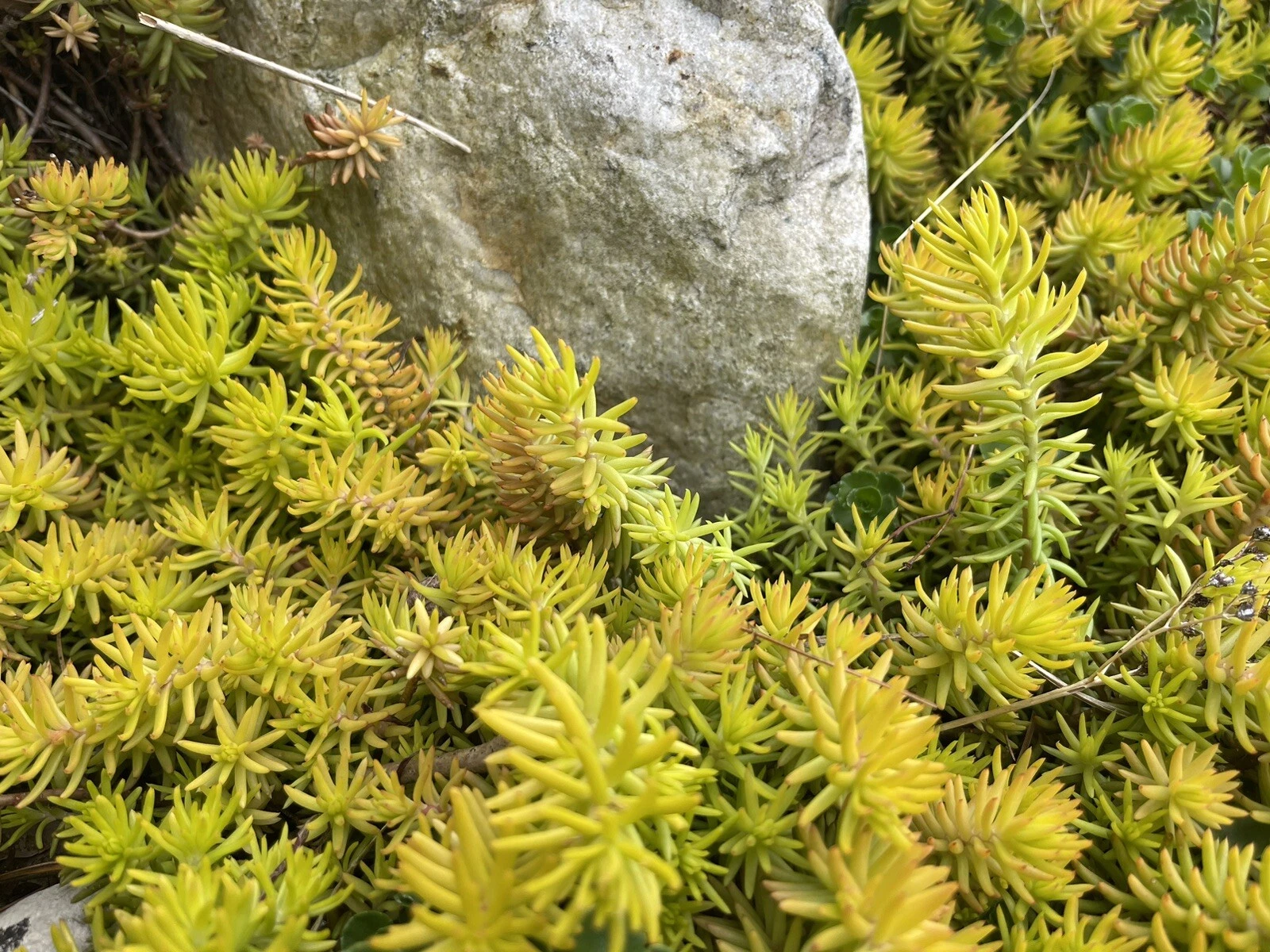 Sedum Angelina Cuttings – 10 Live Unrooted Stonecrop Cuttings, Yellow Green  Ground Cover Plant for Growing