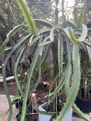 Yellow Dragon Fruit ‘Palora’ – 8–12” Mature Cutting, Live Hylocereus Megalanthus Segment for Planting & Fruit-Growing Gardens