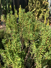 Crassula Tetragona Mini Pine Tree – 7 Live 5–8" Cuttings, Hardy Succulent Stems for Rooting, Great for Indoor Pots & Rock Gardens