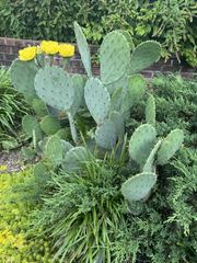 Opuntia humifusa Pads – 2 lbs Eastern Prickly Pear Cactus – Cold Hardy Live Pads for Planting