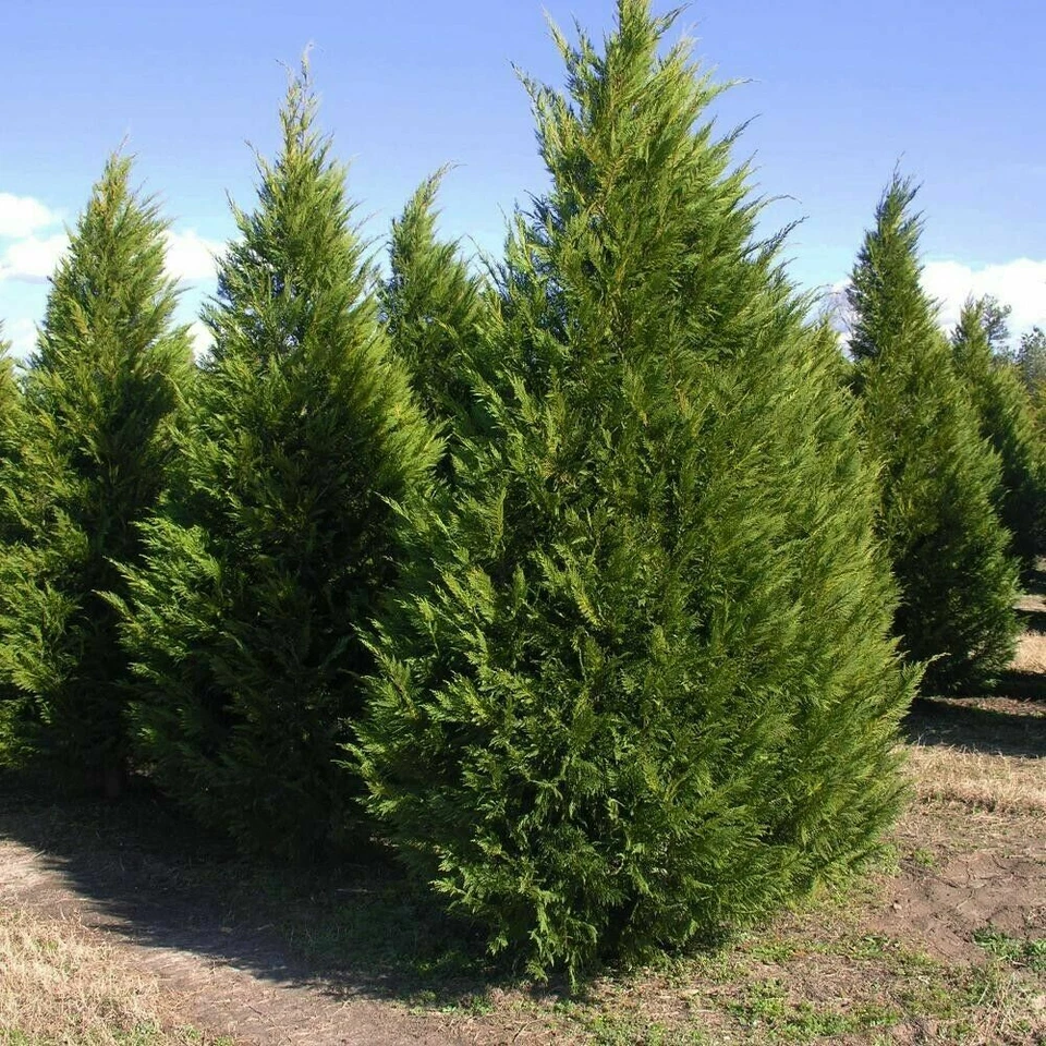 Leyland Cypress Tree Cuttings – × Cuprocyparis leylandii, 15 Fresh Unrooted Cuttings 6–7 Inches Long