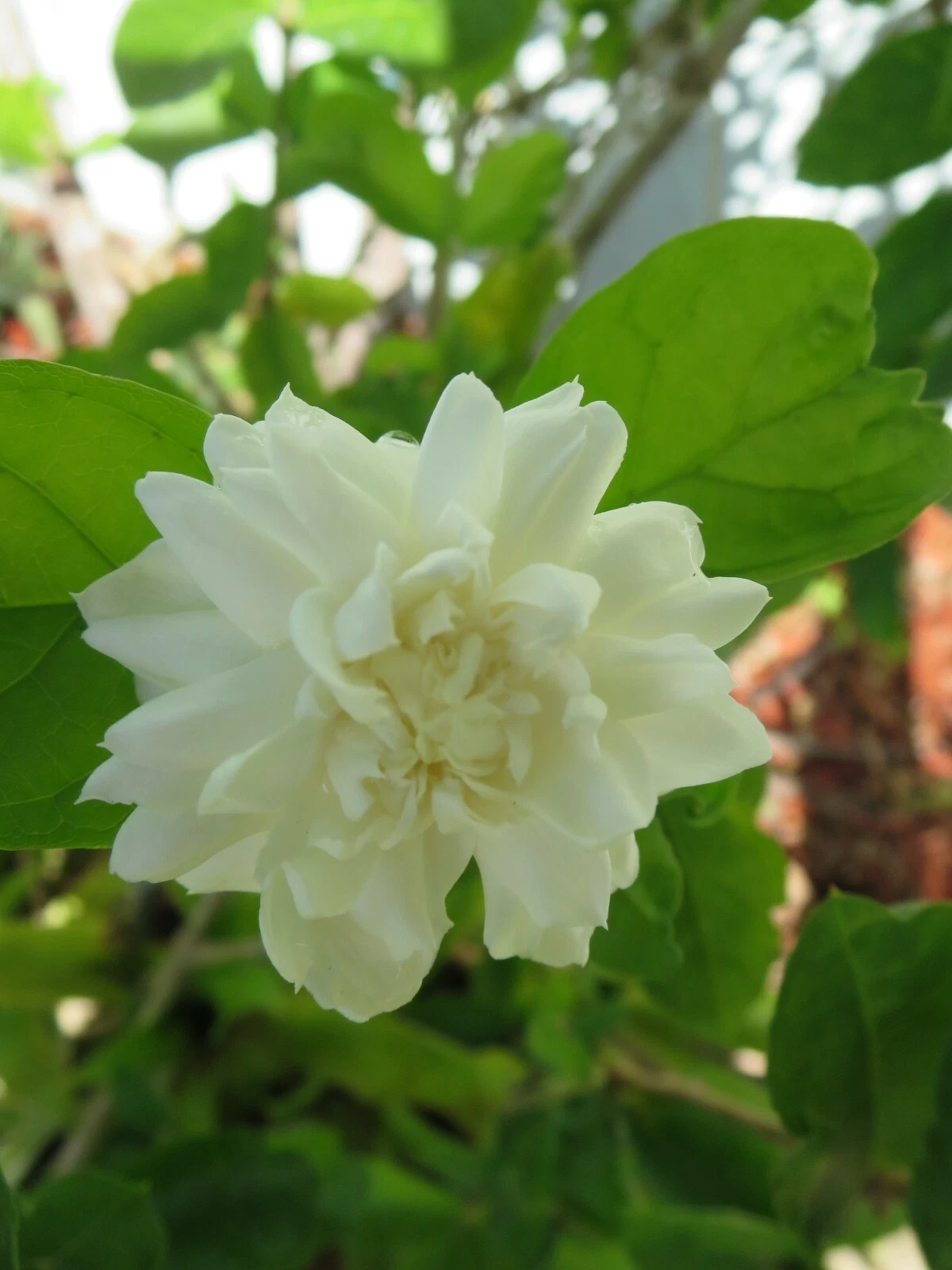 Grand Duke of Tuscany Jasmine Cuttings – 5 Unrooted Jasminum sambac Cuttings, Fragrant Flowering Plant for Planting