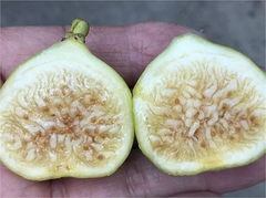 White Marseilles Fig Cutting – Ficus carica, Unrooted Hardwood Cutting with 3+ Nodes, 8 Inch Length for Planting
