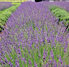 Phenomenal Lavender Live Plant – Healthy Starter, Lavandula intermedia Phenomenal, Hardy Perennial Herb for Garden