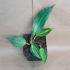 Hoya Macrophylla Reverse Pot of Gold – Variegated Live Plant in 4 Inch Pot, Tropical Indoor Houseplant