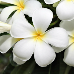 White Plumeria Cutting – 9–12 inch Unrooted Stem – Hawaiian Plumeria Cutting for Tropical Garden or Container Growing