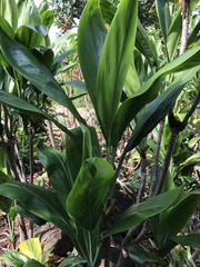 Hawaiian Green Ti Leaf Fresh Cuttings – Cordyline fruticosa Starter Logs, 6 Unrooted Cuttings 6 Inches Long