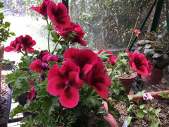 Martha Washington Geranium Cuttings – 6 Pelargonium Regal Mix Stems for Rooting, Colorful Garden Variety