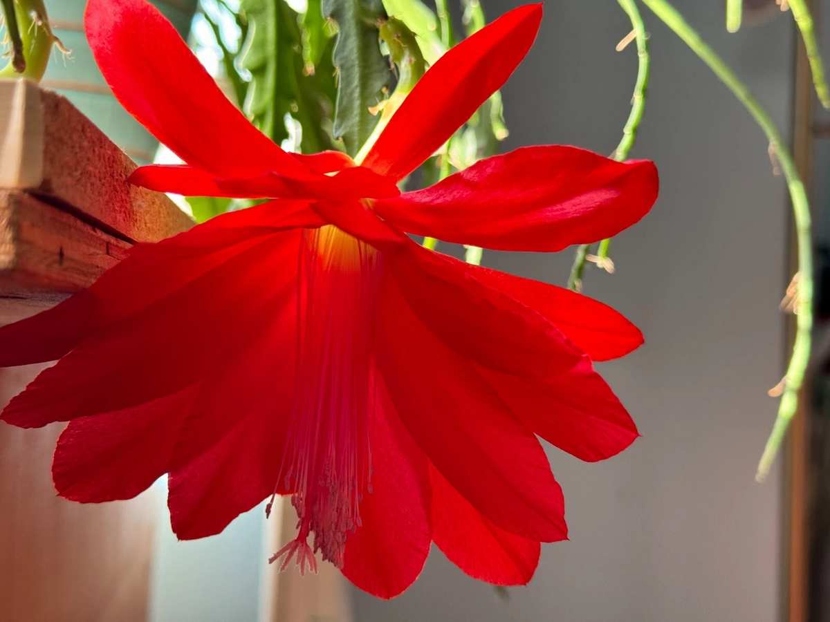 Epiphyllum Orchid Cactus Cuttings Red Flower Type, 6 PCS 6–8 Inch Long Unrooted Cactus Cuttings for Planting