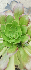 Aeonium Canariense Succulent – 5–6 Inch Large Green Cutting – Live Unrooted Plant Starter