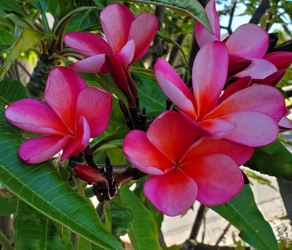 Pink–Light Orange Plumeria Cutting 7–12