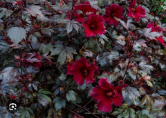 Mahogany Splendor Hibiscus – Red Leaf Hardy Hibiscus, Live Small Rooted Starter Plant, Hibiscus acetosella Ornamental Variety
