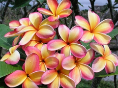 Rainbow Plumeria Cuttings – 3 Rare Frangipani Stems, 8–14" Tall, Colorful Tropical Flowering Plant for Garden or Patio