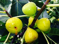 White Marseille Fig Cuttings – 2 Unrooted Pieces – Ficus carica Fruit Tree Starter