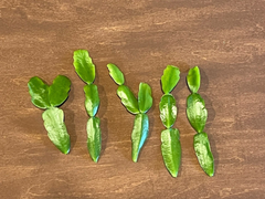 Pink Christmas Cactus Cuttings – Schlumbergera × buckleyi, 3 Unrooted Live Cuttings (No Roots)