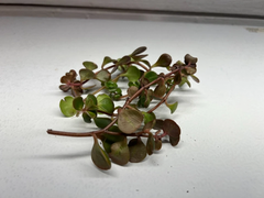 Coral Reef Stonecrop Sedum Cuttings – Lot of 5 Unrooted Succulent Stems for Propagation