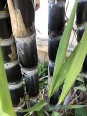 Dark Purple Sugarcane Rooted Cuttings Set of 5, Saccharum officinarum Live Plant Ready to Plant