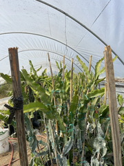 Maria Rosa Dragon Fruit Cuttings – Mature Pitaya Plant Cuttings for Planting, Hylocereus Variety