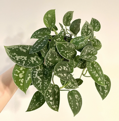Silver Ann Pothos Cuttings – 2 Scindapsus pictus Hybrid Cuttings with 2 Leaves and 2 Nodes, Unrooted Houseplant