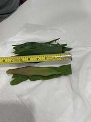 Epiphyllum Oxypetalum and Hookeri Cuttings Mix, Queen of the Night Cactus Stems for Propagation Set of 10