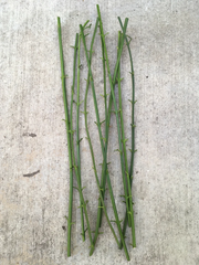 Winter Jasmine Cuttings – 10 Live 12 Inch Jasminum Nudiflorum Vine Shrub Cuttings with Yellow Flowers
