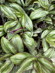 Tradescantia Zebrina ‘Red Gem’ Cuttings – 5 Unrooted ssp. discolor Cuttings, Purple Red Trailing Houseplant