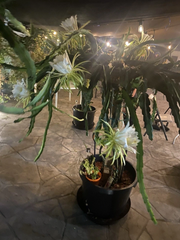 Red Dragon Fruit Cuttings – 3 Unrooted Dragon Fruit Cactus Cuttings 8–12 Inch for Propagation, Tropical Vine