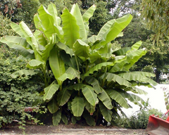 Basjoo Banana Tree Starter Plant – Musa basjoo Live Rooted Banana, Cold Hardy Banana Tree for Garden or Container