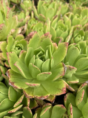 Aeonium Succulent Cuttings Pink Edges Green Rosette, Rare Live Plant Stems for Propagation 4–6 Inch Set of 3