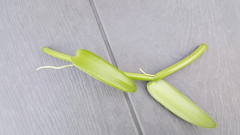 Vanilla Bean Orchid Cutting – 12 Inch Fresh Vanilla Planifolia Vine Cutting for Propagation