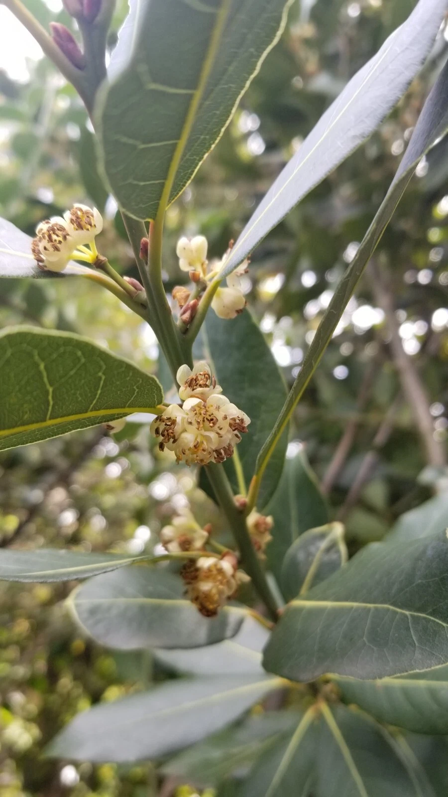 Bay Laurel Tree Cuttings – 5 Live Unrooted Laurus Nobilis Stems, Culinary Bay Leaf Plant for Garden Propagation
