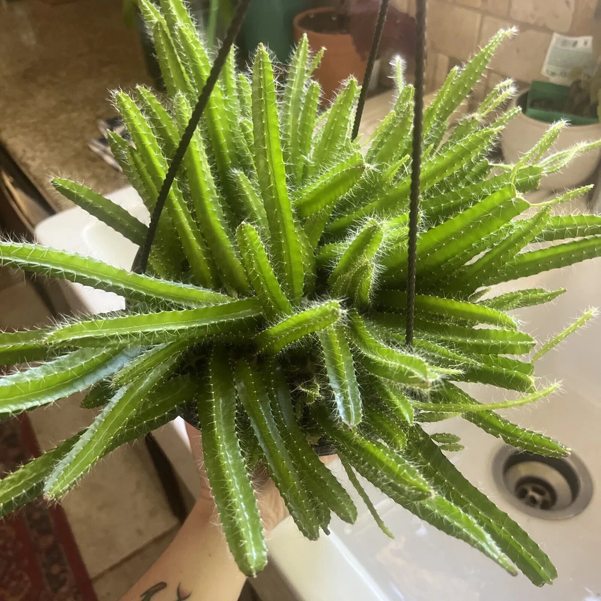 Dog Tail Cactus Cuttings – 3 Fresh Live Aporocactus Flagelliformis Succulent Cuttings for Indoor Hanging Planters