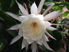 Queen of the Night Orchid Cactus Cuttings Epiphyllum oxypetalum, Night Blooming Cactus Plant Cuttings Set of 2
