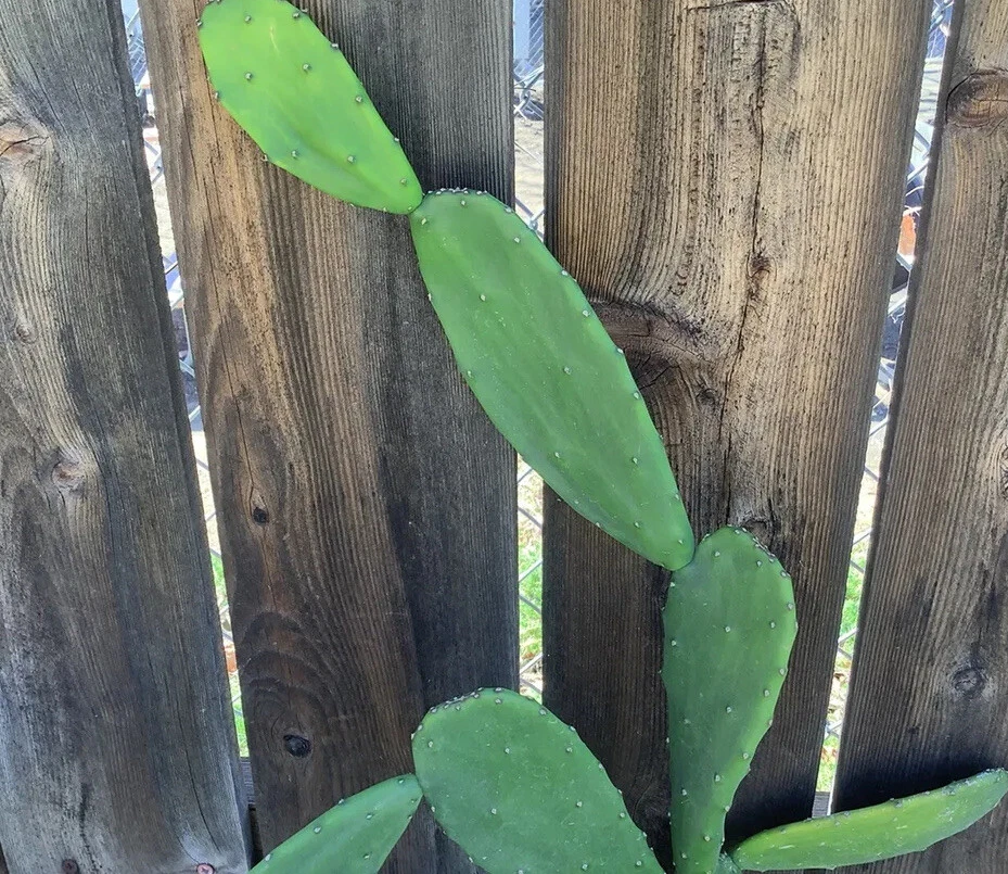 Opuntia Ficus Indica Prickly Pear Cactus Pads Live, 5 Unrooted Pads for Propagation