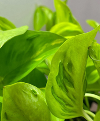 Teruno Champs Elysees Pothos Cuttings – 3 Unrooted Epipremnum Aureum Cuttings, Variegated Houseplant