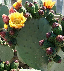 Prickly Pear Cactus Cutting Opuntia Pad, Fresh Single Pad for Planting and Propagation