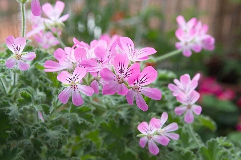 Rose Scented Geranium Cuttings – 6 Fresh Unrooted Pelargonium graveolens Cuttings, Fragrant Leaf Plant