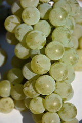 Louise Swenson Grape Vine Cuttings Set of 5 Organic Vitis Hybrid for Planting