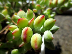 Cotyledon Pendens Unrooted Cuttings – 3 Rare Trailing Succulent Cuttings for Indoor Container Growing