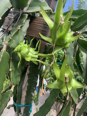 Dragon Fruit Unrooted Cuttings – 7 Live Pitaya Cuttings 8–12 Inch Long for Propagation and Growing