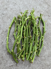 Sweet Potato Slips – 15 Live Rooted Ipomoea Batatas Cuttings Ready for Garden Planting