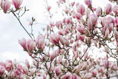 Saucer Pink Magnolia Cuttings – 10 Unrooted Magnolia Soulangeana Cuttings, Flowering Tree for Propagation