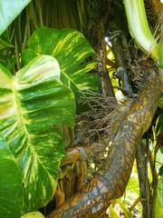 Golden Queen Hawaiian Pothos Node Cutting Live, Fenestrated Leaf Aerial Root Segment for Propagation