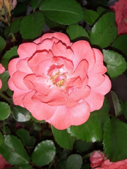 Coral Floribunda Rose Cuttings – 4 Live Unrooted Rose Cuttings for Propagation and Garden Planting