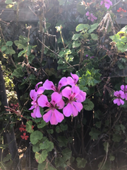 Purple Ivy Geranium Live Plant Cutting 6 Inch Pelargonium Peltatum Trailing Variety